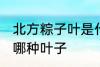 北方粽子叶是什么叶子 北方粽子叶是哪种叶子