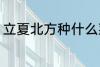 立夏北方种什么菜 立夏北方种哪些菜