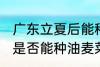 广东立夏后能种油麦菜吗 广东立夏后是否能种油麦菜