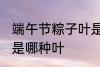 端午节粽子叶是什么叶 端午节粽子叶是哪种叶
