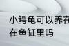小鳄龟可以养在鱼缸里吗 小鳄龟能养在鱼缸里吗