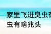 家里飞进臭虫有什么兆头 家里飞进臭虫有啥兆头