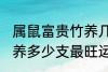 属鼠富贵竹养几支最旺运 属鼠富贵竹养多少支最旺运