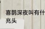 喜鹊深夜叫有什么兆头 喜鹊叫有什么兆头