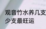 观音竹水养几支最旺运 观音竹水养多少支最旺运