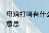 母鸡打鸣有什么坏兆头 母鸡打鸣什么意思