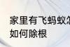 家里有飞蚂蚁怎么除根 家里有飞蚂蚁如何除根