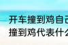 开车撞到鸡自己也摔有什么兆头 开车撞到鸡代表什么意思