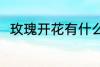 玫瑰开花有什么兆头 玫瑰开花征兆