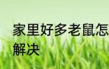 家里好多老鼠怎么办 家里有老鼠怎么解决