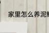 家里怎么养泥鳅 家里如何养泥鳅