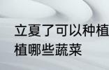 立夏了可以种植什么蔬菜 立夏可以种植哪些蔬菜