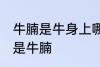 牛腩是牛身上哪里的肉 什么位置的肉是牛腩