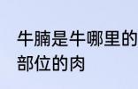 牛腩是牛哪里的肉 牛腩是牛身上哪个部位的肉