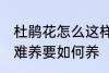 杜鹃花怎么这样难养 杜鹃花为何这样难养要如何养
