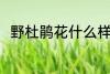 野杜鹃花什么样 野杜鹃花简单介绍