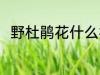 野杜鹃花什么样 野杜鹃花简单介绍