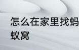 怎么在家里找蚂蚁窝 如何在家里找蚂蚁窝
