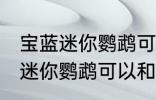 宝蓝迷你鹦鹉可与什么鱼一起养 宝蓝迷你鹦鹉可以和鱼一起养吗