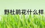 野杜鹃花什么样 野杜鹃花简单介绍
