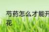 芍药怎么才能开花 如何养护芍药能开花