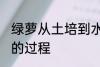 绿萝从土培到水培 绿萝从土培到水培的过程