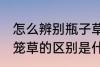怎么辨别瓶子草和猪笼草 瓶子草和猪笼草的区别是什么