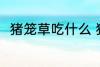 猪笼草吃什么 猪笼草吃什么食物的