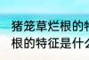 猪笼草烂根的特征是怎样的 猪笼草烂根的特征是什么