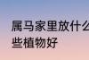 属马家里放什么植物好 属马家里放哪些植物好
