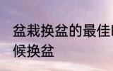盆栽换盆的最佳时间 盆栽植物什么时候换盆