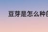 豆芽是怎么种的 豆芽是如何种的