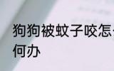 狗狗被蚊子咬怎么办 狗狗被蚊子咬如何办