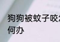 狗狗被蚊子咬怎么办 狗狗被蚊子咬如何办
