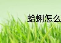 蛤蜊怎么养 蛤蜊如何养