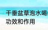 干垂盆草泡水喝的正确方法 垂盆草的功效和作用