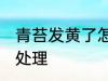 青苔发黄了怎么处理 青苔发黄了如何处理
