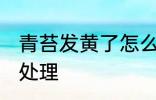 青苔发黄了怎么处理 青苔发黄了如何处理