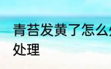 青苔发黄了怎么处理 青苔发黄了如何处理