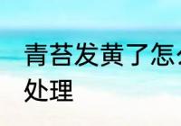 青苔发黄了怎么处理 青苔发黄了如何处理