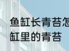 鱼缸长青苔怎么处理 如何快速清除鱼缸里的青苔