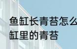 鱼缸长青苔怎么处理 如何快速清除鱼缸里的青苔