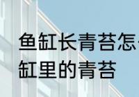 鱼缸长青苔怎么处理 如何快速清除鱼缸里的青苔