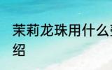 茉莉龙珠用什么壶最好 茉莉龙珠茶介绍