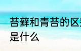 苔藓和青苔的区别 苔藓和青苔的区别是什么