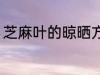 芝麻叶的晾晒方法 芝麻叶的晾晒要点