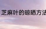 芝麻叶的晾晒方法 芝麻叶的晾晒要点