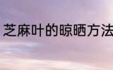 芝麻叶的晾晒方法 芝麻叶的晾晒要点