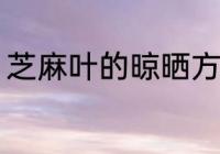 芝麻叶的晾晒方法 芝麻叶的晾晒要点