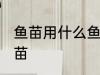 鱼苗用什么鱼最好 什么鱼可以孵化鱼苗